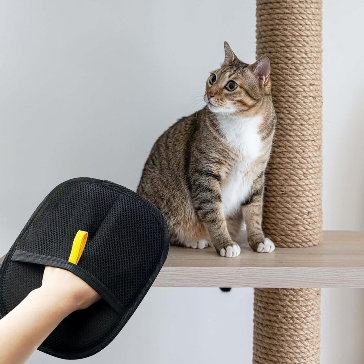 SoftTouch Grooming Gloves